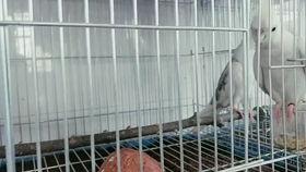 玄凤鹦鹉爆料视频,揭秘鹦鹉界的秘密生活 第2张 玄凤鹦鹉爆料视频,揭秘鹦鹉界的秘密生活 第2张